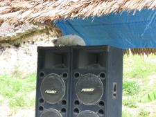 Cat liked the sound